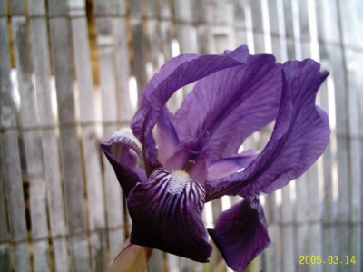 iris03.jpg