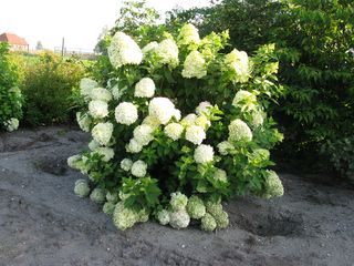 H_pan_LimelightIMG_1228_320x200.JPG