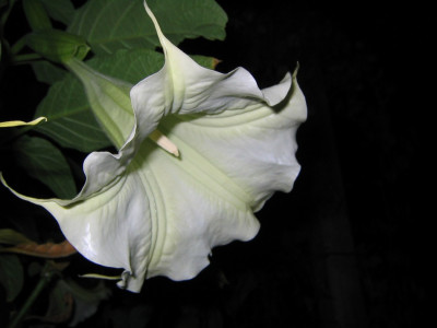 Datura_200_Sept.jpg