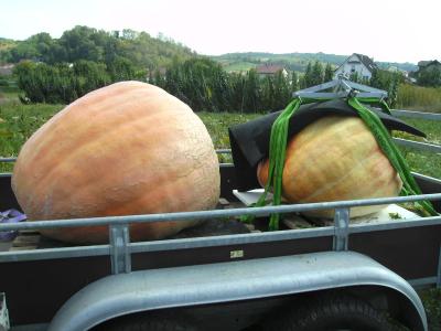 frischaufgeladen.jpg