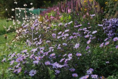 aster_laevis_arcturus_sept.jpg