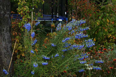salvia_azurea_mit_trampolin2009_zg.jpg