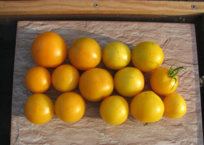 orange_waedenswil_la2664_basinga.JPG