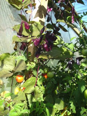 HelmbohnemitTomate.jpg