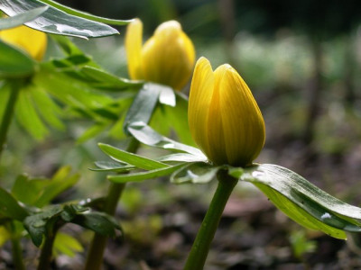 Eranthis0507.jpg