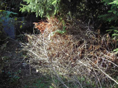 PICT3682-1.JPG