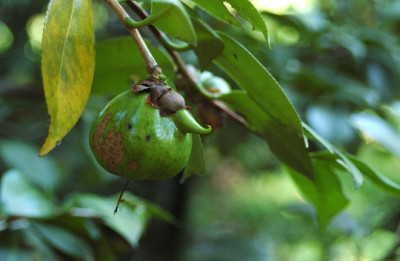 apfelchen_camellia.jpg