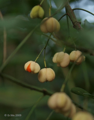 euonymus_europaeus_albus_2009-09.jpg