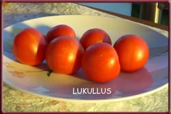 Lukullus_Kopie.jpg