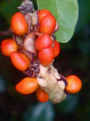 Mag._stell.-Frucht_IMG_3868.jpg