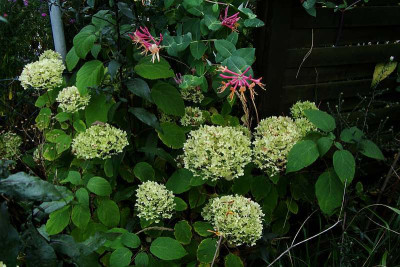 hydrangea_arborescens2009_zg.jpg