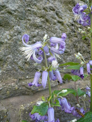 Staudenclematis_Perle_d_Azur_fars_2009.jpg