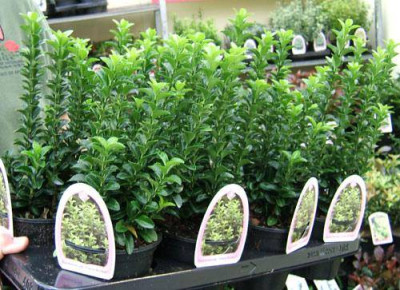 EUONYMUS_japonicus_Green_Spire.jpg