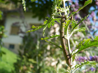 100_9700.JPG