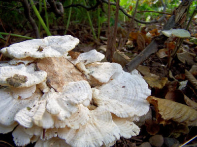 Buchenpilz.jpg
