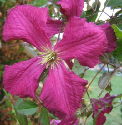 Grandiflora_sanguinea_28-09-09_.JPG