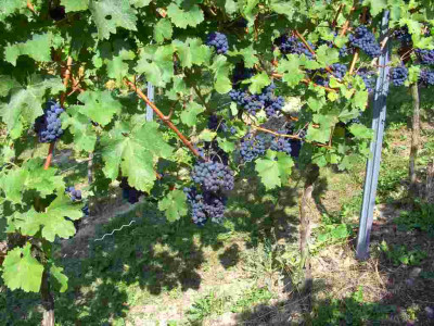 cabernet_sauvignon.jpg