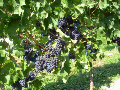 merlot.jpg