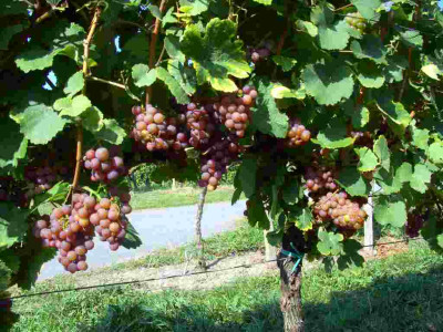 gewurztraminer.jpg