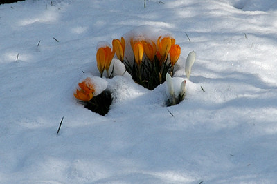 0027_krokus.jpg