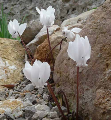 C.graecum_var._album.jpg