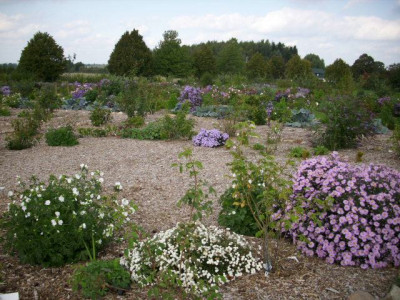 rosenpark_3.jpg