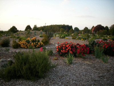 rosenpark_2.jpg