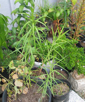 L.wallichianum1-axel.jpg