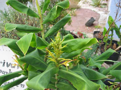 hedychium-axel.jpg