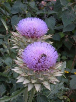 DSCN3436.JPG