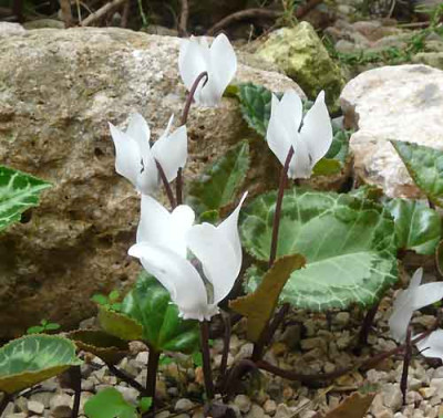 C.graecum_var._album_2.jpg