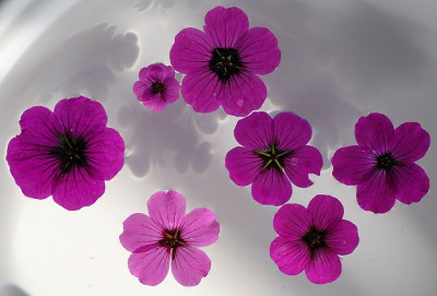 geranium_psilo_vergleich.jpg