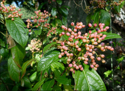 Viburnum_Blue_Muffin_Beeren.jpg