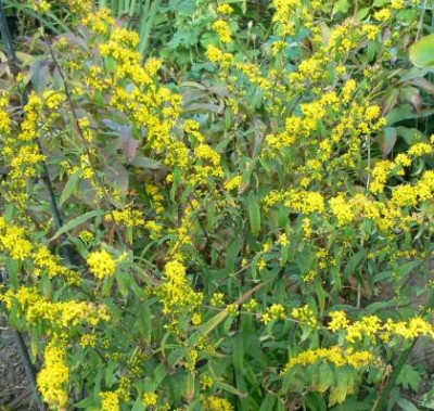 Solidago_caesia_090930_a.jpg