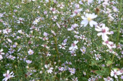 Aster_cordifolius_090930_a.jpg