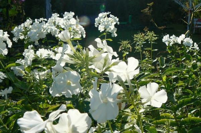 weier_Phlox_090930_a.jpg