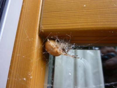 spinne_1.jpg