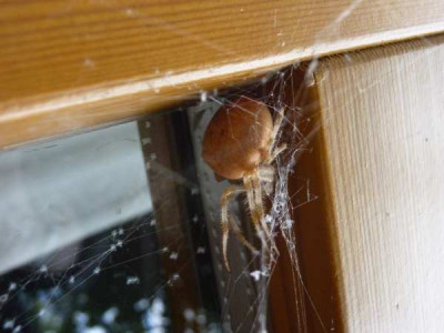 spinne_2.jpg