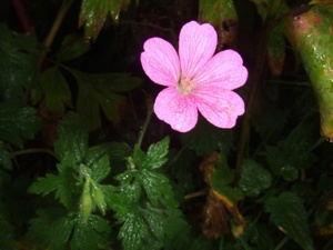 geranium__sylvaticum_mayflower212.jpg