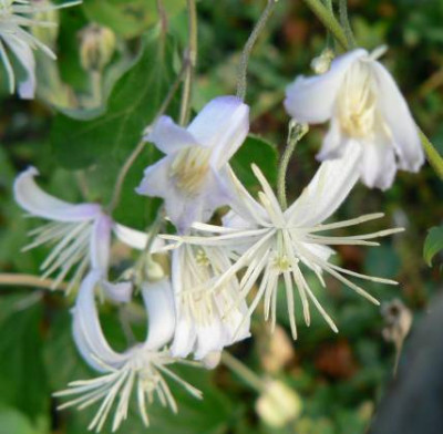 Clematis_jouiniana.jpg