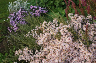 aster_ericoides_namenlos.jpg