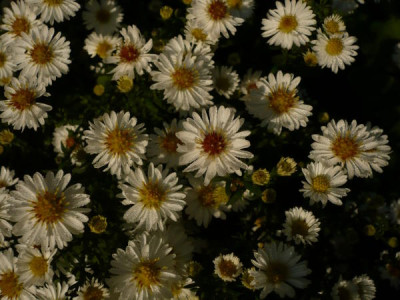 Aster_w1.jpg