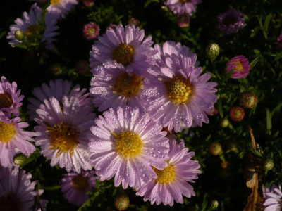 Aster_rosa.jpg