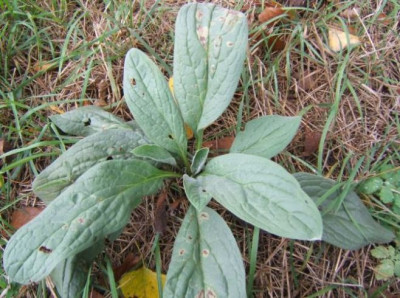 Rosette_1.JPG