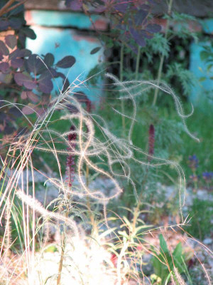 stipa_pulcherima_lysimachia_kl.jpg