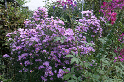Herbstaster2709.jpg