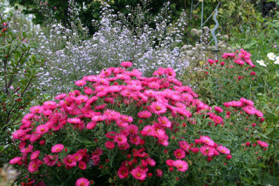 Herbstaster2909.jpg