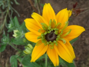 Rudbeckia_Peking239.jpg