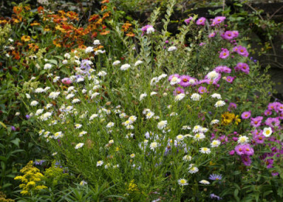 Kalimeris_Aster_Helenium_Solidago_kl.jpg