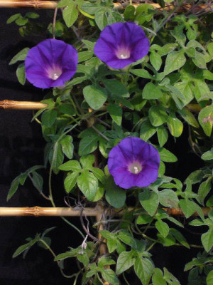 Ipomoea_pubescens_1_1000x800_80KB.jpg